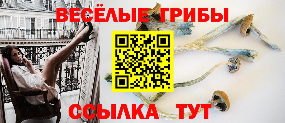 Кингисепп  Псилоцибиновые грибы Psilocybine cubensis  Вход с VPN 